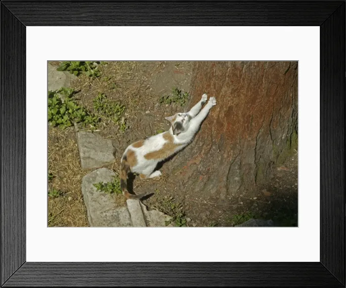 Framed Print : Cat Scratching its claws on a tree Framed Print : Cat Scratching its claws on a tree