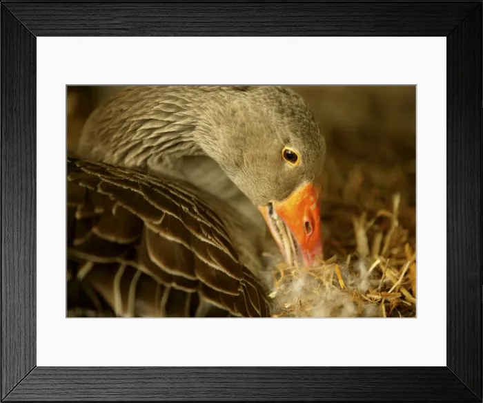 Framed Print : Domestic Goose “Goose of Toulouse” Framed Print : Domestic Goose “Goose of Toulouse”
