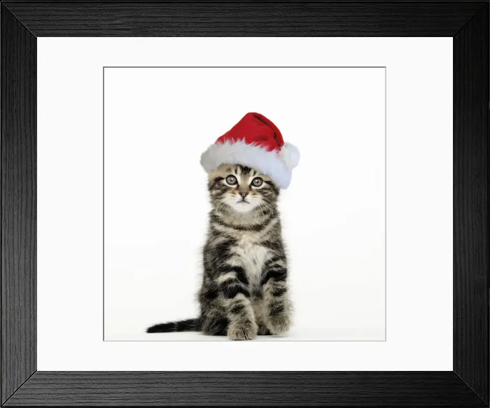 Framed Print : Cat - Tabby kitten sitting down wearing Christmas hat Framed Print : Cat - Tabby kitten sitting down wearing Christmas hat