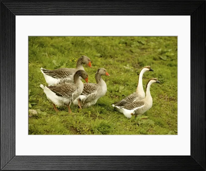 Framed Print : Domestic Geese “Goose of Toulouse” and “Guinea Geese” Framed Print : Domestic Geese “Goose of Toulouse” and “Guinea Geese”