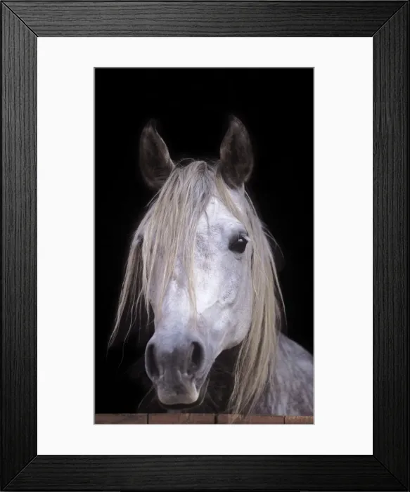 Framed Print : Arab Horse In stable Framed Print : Arab Horse In stable