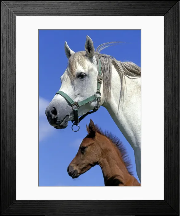 Framed Print : Arab Horses Framed Print : Arab Horses