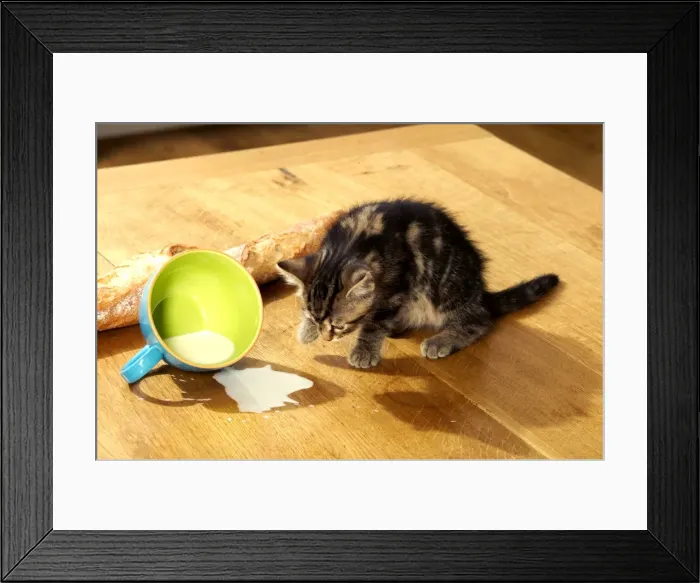 Framed Print : Cat Kitten with spilt milk Framed Print : Cat Kitten with spilt milk