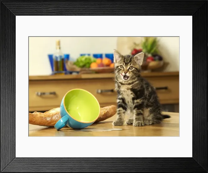 Framed Print : Cat Kitten with spilt milk Framed Print : Cat Kitten with spilt milk
