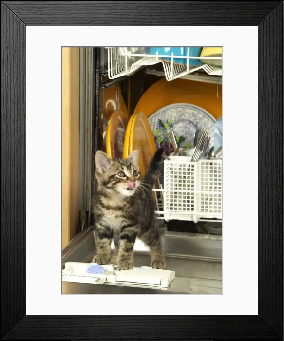 Framed Print : Cat Kitten in dishwasher Framed Print : Cat Kitten in dishwasher