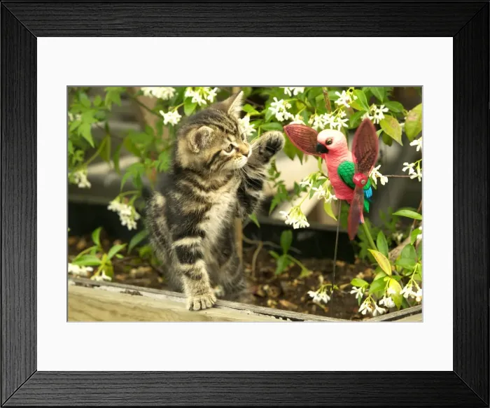 Framed Print : Cat Kitten playing with toy parrot Framed Print : Cat Kitten playing with toy parrot