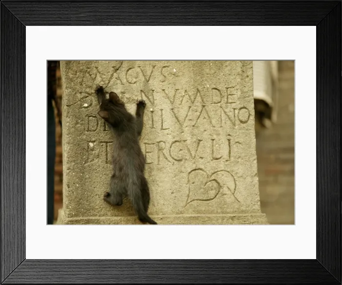 Framed Print : Cat Kitten climbs up gravestone Rome, Italy Framed Print : Cat Kitten climbs up gravestone Rome, Italy