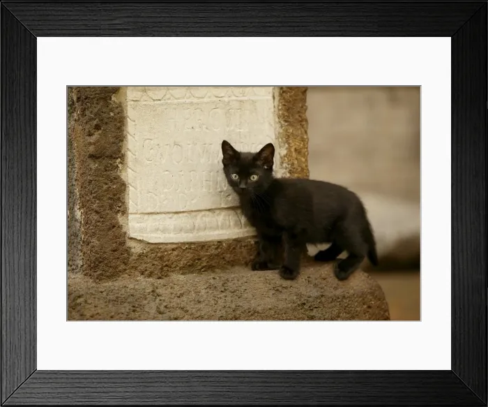 Framed Print : Cat Kitten by gravestone Rome, Italy Framed Print : Cat Kitten by gravestone Rome, Italy