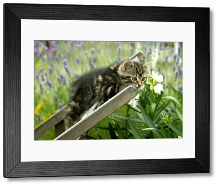 Framed Print : Cat Kitten lying on chair in garden Framed Print : Cat Kitten lying on chair in garden