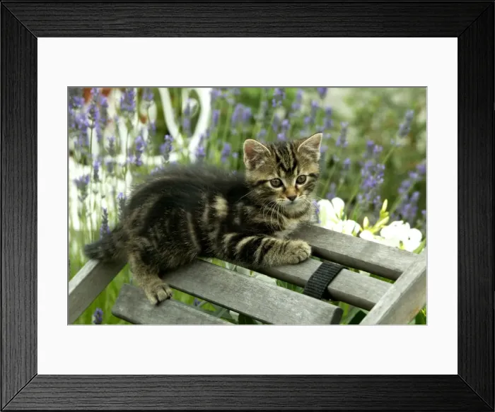 Framed Print : Cat Kitten lying on chair in garden Framed Print : Cat Kitten lying on chair in garden