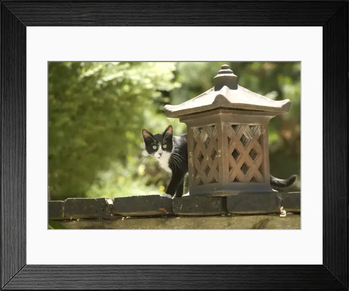 Framed Print : Cat Kitten in garden Framed Print : Cat Kitten in garden