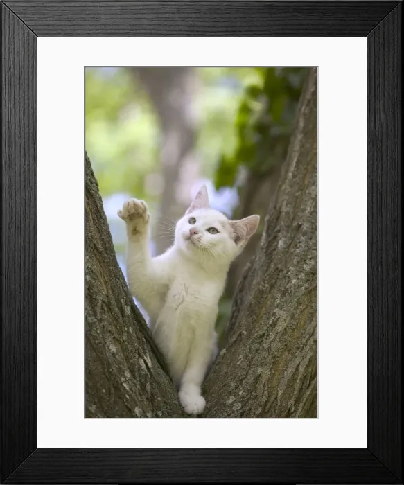 Framed Print : Cat White kitten in tree Framed Print : Cat White kitten in tree