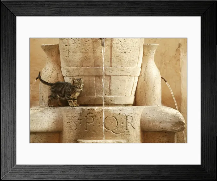 Framed Print : Cat Kitten playing in drinking fountains Rome, Italy Framed Print : Cat Kitten playing in drinking fountains Rome, Italy