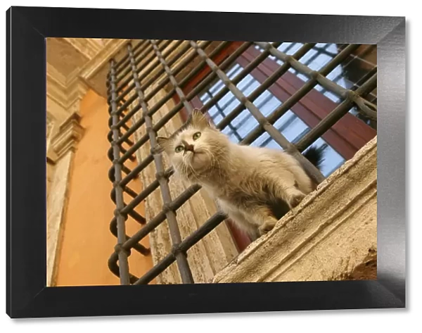 Cat Kitten sitting on window ledge Rome, Italy