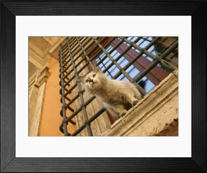 Framed Print : Cat Kitten sitting on window ledge Rome, Italy Framed Print : Cat Kitten sitting on window ledge Rome, Italy