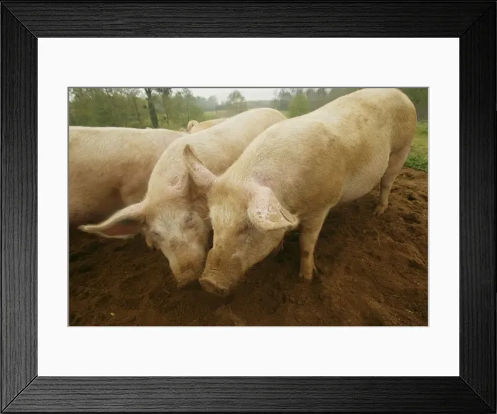 Framed Print : Pigs Elevage Large white Sarthe, France Framed Print : Pigs Elevage Large white Sarthe, France