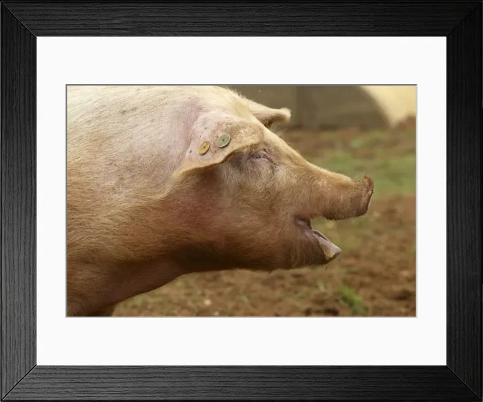 Framed Print : Pig Elevage Large white Sarthe, France Framed Print : Pig Elevage Large white Sarthe, France