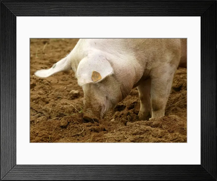 Framed Print : Pig Elevage Large white Sarthe, France Framed Print : Pig Elevage Large white Sarthe, France