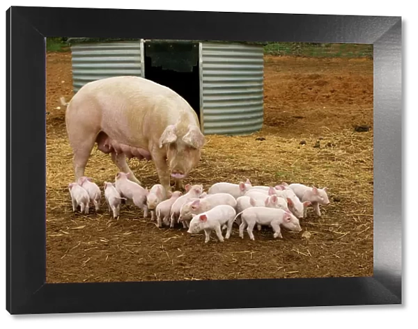 Pig Elevage 'Large white' Pig with piglets in sty Sarthe, France