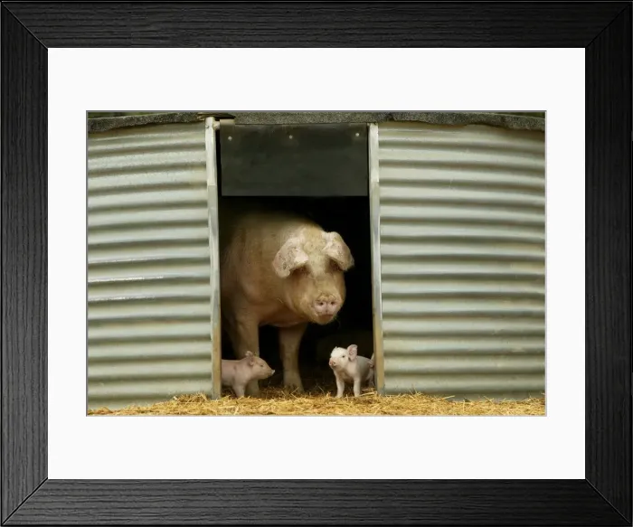 Framed Print : Pig Elevage Large white Pig and piglets in sty Sarthe, France
