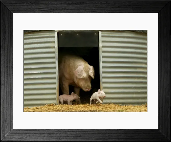 Framed Print : Pig Elevage Large white Pig with piglets in sty Sarthe, France