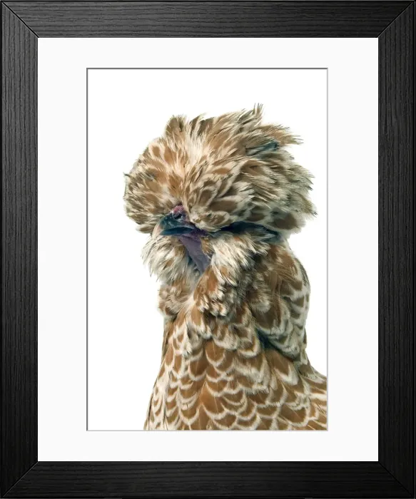 Framed Print : Domestic Chicken Padoue chamois race Framed Print : Domestic Chicken Padoue chamois race