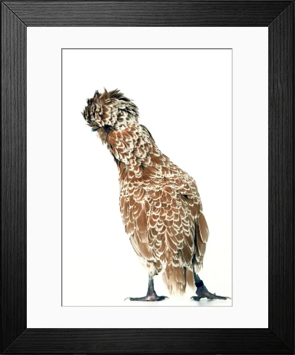 Framed Print : Domestic Chicken Padoue chamois race Framed Print : Domestic Chicken Padoue chamois race