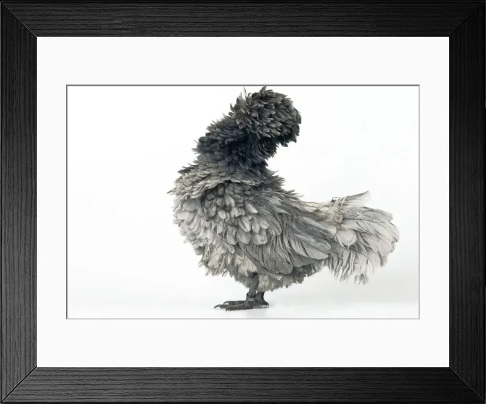 Framed Print : Domestic Chicken Hen “Blue curled Padoue” race Framed Print : Domestic Chicken Hen “Blue curled Padoue” race