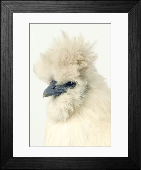 Framed Print : Domestic Chicken Hen “Black silk” race Framed Print : Domestic Chicken Hen “Black silk” race