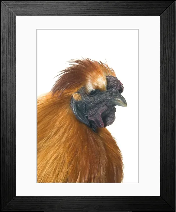 Framed Print : Domestic Chicken Hen “Black silk” race Framed Print : Domestic Chicken Hen “Black silk” race