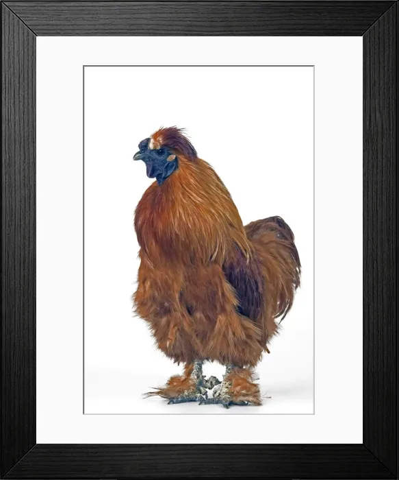 Framed Print : Domestic Chicken Hen “Black silk” race Framed Print : Domestic Chicken Hen “Black silk” race