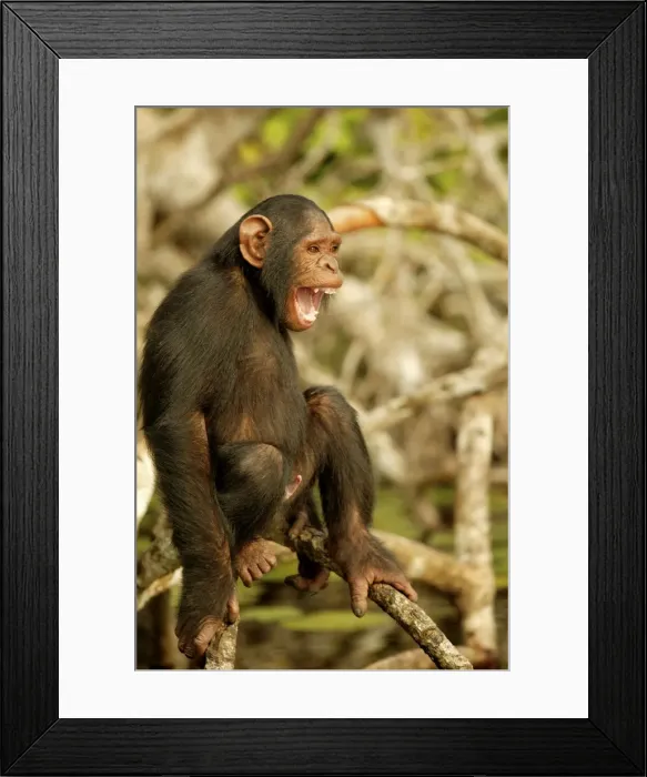 Framed Print : Chimpanzee Standing up on branches Concuati, Congo, Central Africa