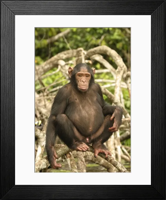 Framed Print : Chimpanzee Male Sitting on branches above water Concuati, Congo, Central Africa
