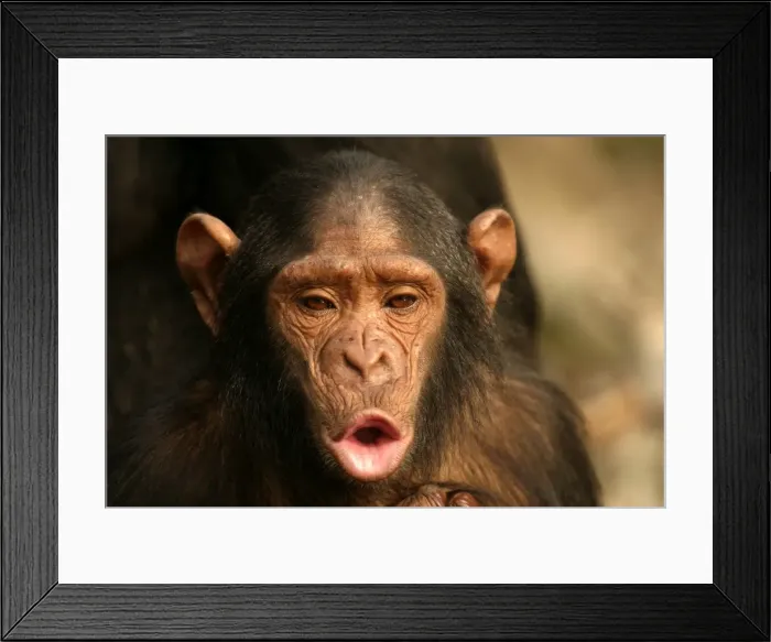 Framed Print : Chimpanzee Young Concuati, Congo, Central Africa Framed Print : Chimpanzee Young Concuati, Congo, Central Africa