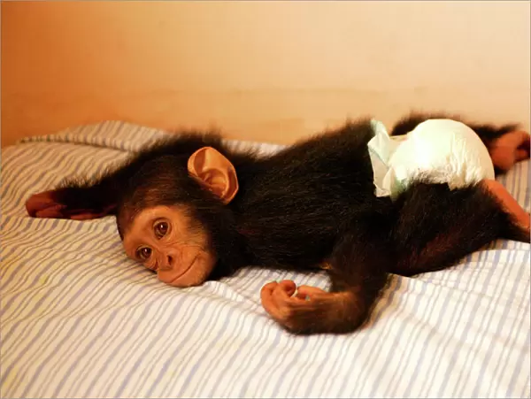 Chimpanzee Lying on bed at Orphanage  /  Nursery for young chimpanzees Congo, Central Africa