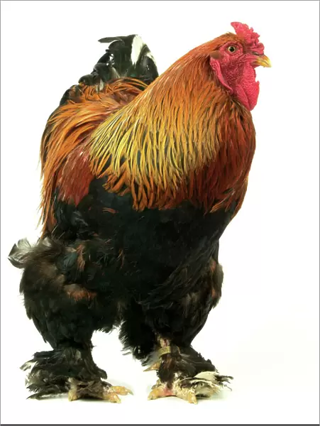 Domestic Chicken “Brahma perdrix” breed