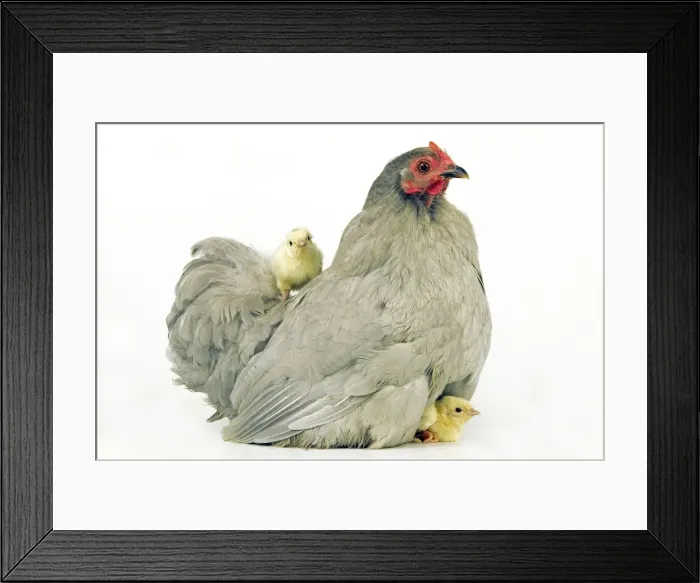 Framed Print : Domestic Chicken Hen and chicks Framed Print : Domestic Chicken Hen and chicks