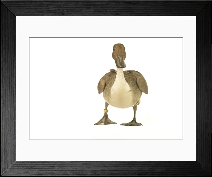 Framed Print : Northern Pintail Domestic Duck Framed Print : Northern Pintail Domestic Duck