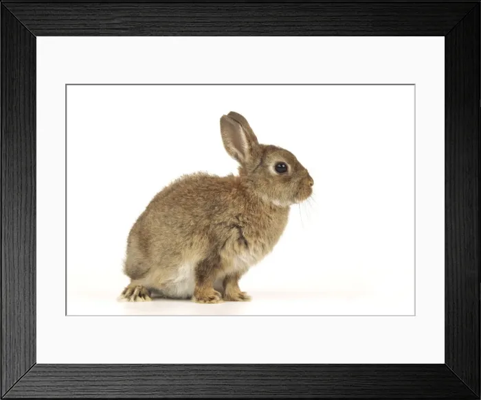 Framed Print : Dwarf Rabbit Framed Print : Dwarf Rabbit