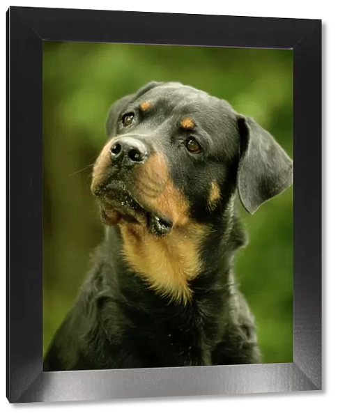 Rottweiler Dog With head tilted