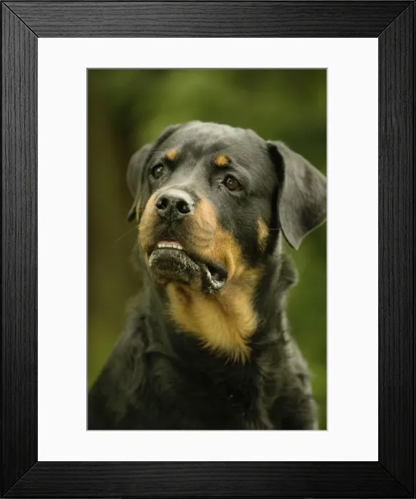 Framed Print : Rottweiler Dog Framed Print : Rottweiler Dog