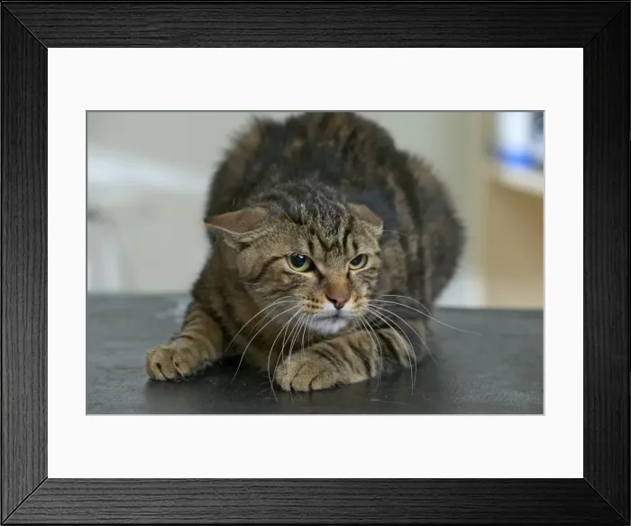 Framed Print : Cat Crouching down Framed Print : Cat Crouching down