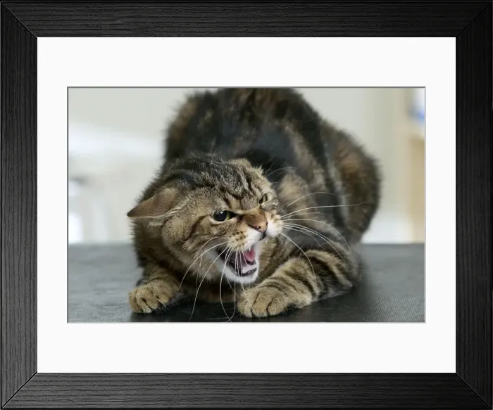 Framed Print : Cat Snarling Framed Print : Cat Snarling