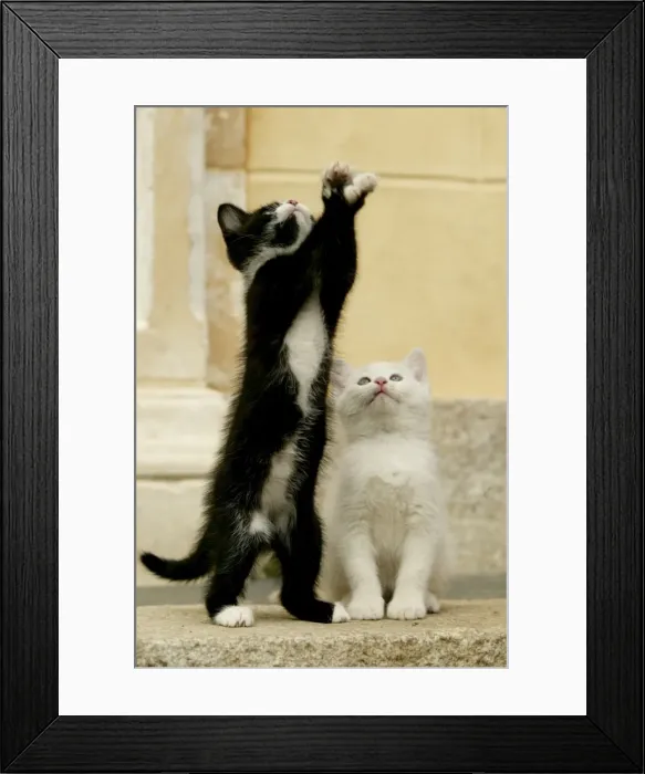 Framed Print : Cats Kittens playing Framed Print : Cats Kittens playing