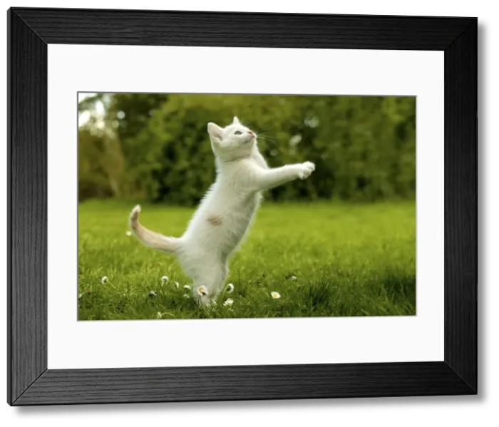 Framed Print : Cat Kitten playing on the grass Framed Print : Cat Kitten playing on the grass