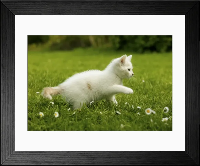 Framed Print : Cat Kitten playing in the grass Framed Print : Cat Kitten playing in the grass