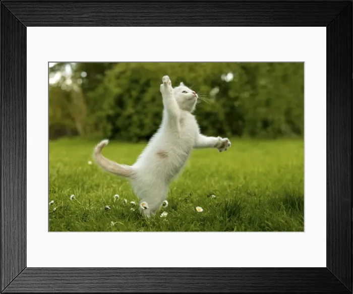 Framed Print : Cat Kitten playing in the grass Framed Print : Cat Kitten playing in the grass