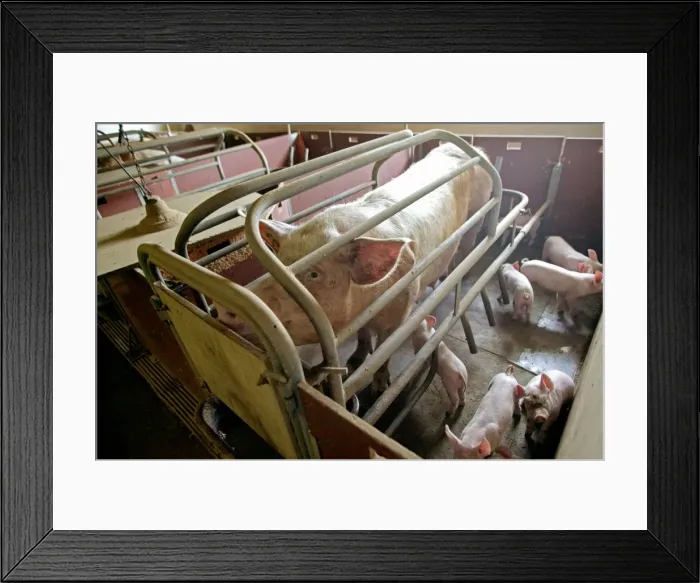 Framed Print : Large White Pig - In pen, adult with piglets Framed Print : Large White Pig - In pen, adult with piglets