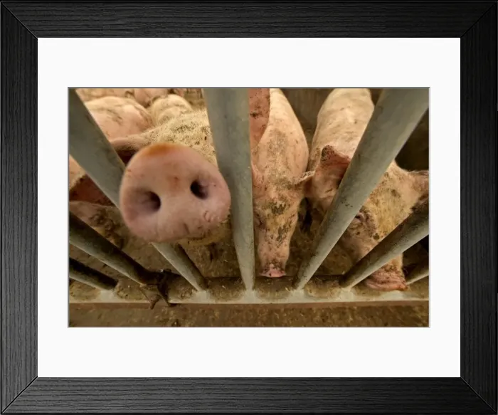 Framed Print : Large White Pigs – Behind bars in pen Framed Print : Large White Pigs – Behind bars in pen