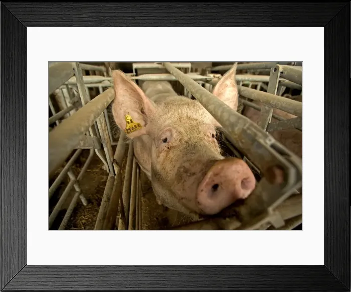 Framed Print : Large White Pig – In pen Framed Print : Large White Pig – In pen